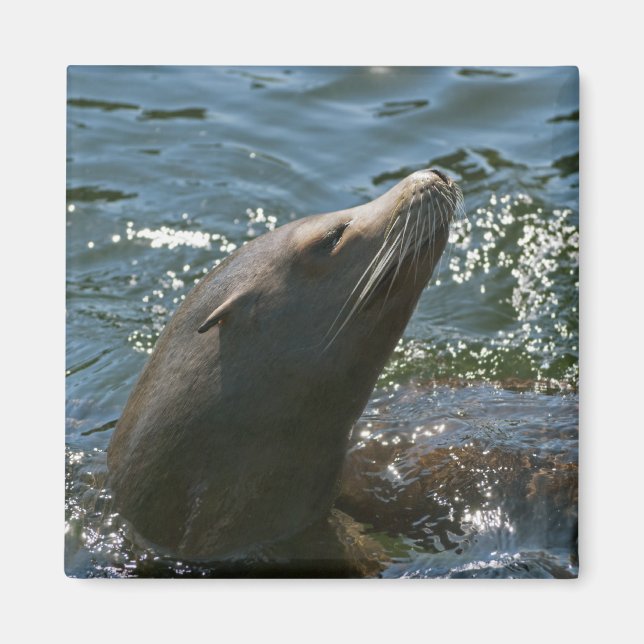 Imanes de León Marino (Frente)