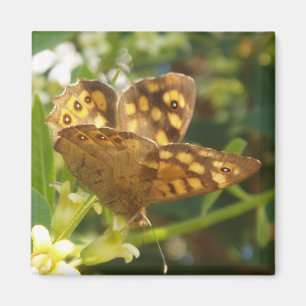 imanes de mariposa