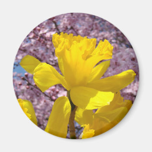 Imanes de narcisos de primavera regalos Floracione