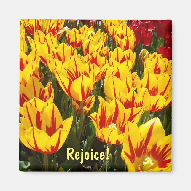 Imanes de Pascua Tulipanes flores imán regocija (Frente)
