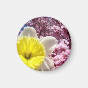 Imanes de primavera Narcisos amarillos Floraciones
