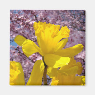 Imanes de primavera Narcisos amarillos Floraciones
