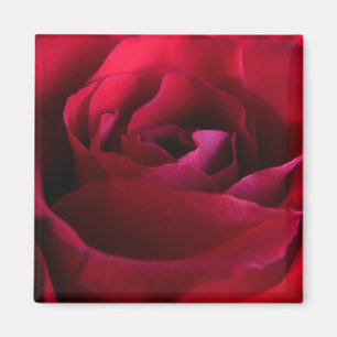 Imanes de Rosa Roja Regalos de Rosa Rosa Decoració