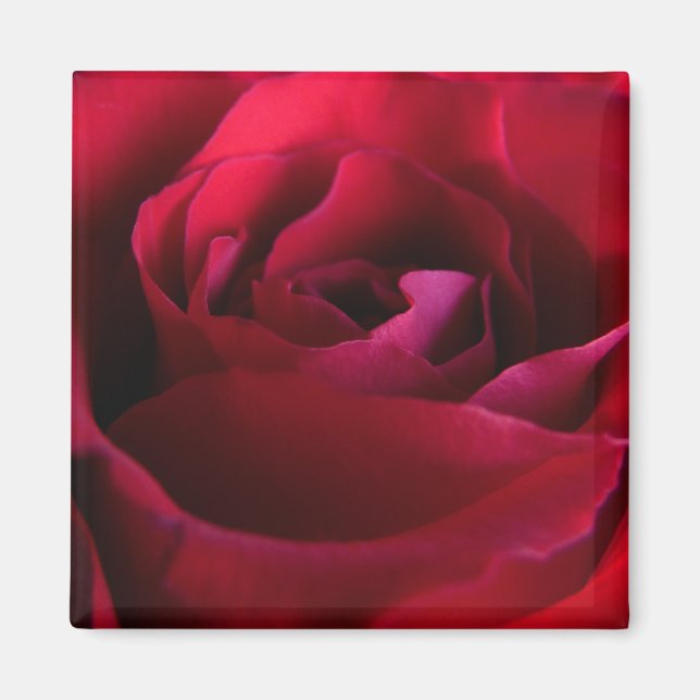 Imanes de Rosa Roja Regalos de Rosa Rosa Decoració (Frente)
