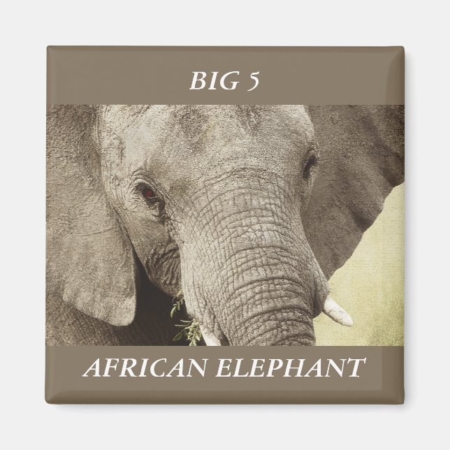 Imanes de safari para la vida silvestre de elefant (Frente)