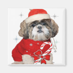 Imanes de Shih Tzu del navidad
