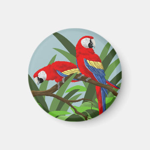 Imanes del Macaw del escarlata