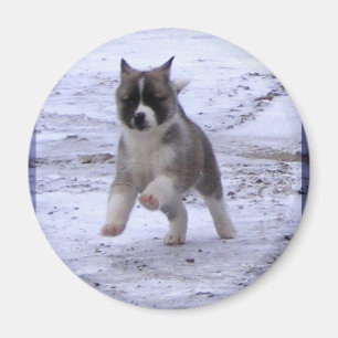 Imanes del perrito de Akita
