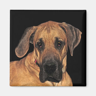 Imanes del perro de great dane
