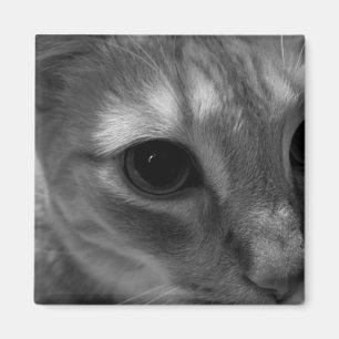 Imanes del primer de la cara del gato