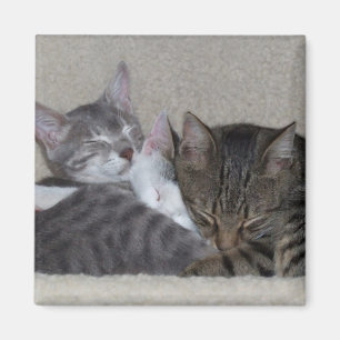 Imanes del refrigerador del gato