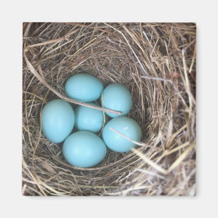 Imanes del refrigerador - huevos del Bluebird