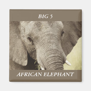 Imanes del safari de la fauna del elefante