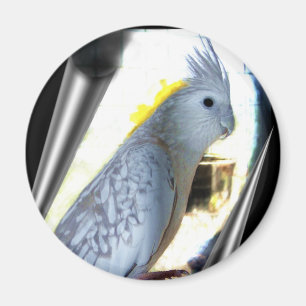 Imanes del tiel de WF