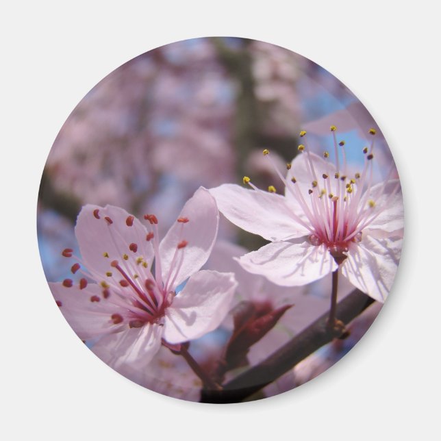 IMANES FLORES ROSADAS Flor de árbol de primavera F (Frente)