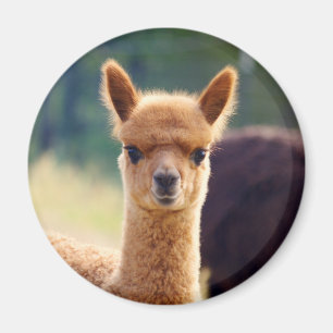 Imanes hermosos de la alpaca