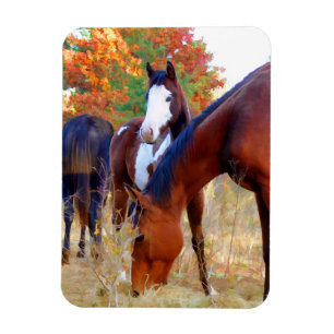 Imanes hermosos del caballo