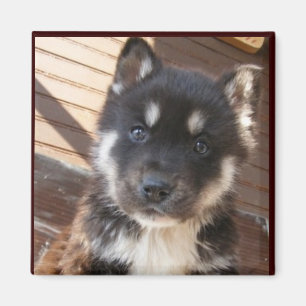 Imanes lindos de la cara del perrito