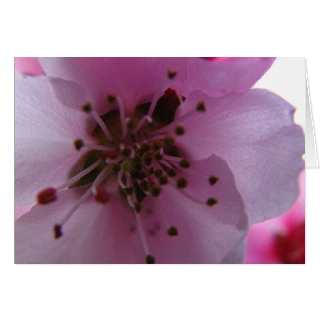 IMG_0037_3 (Anverso (Horizontal))