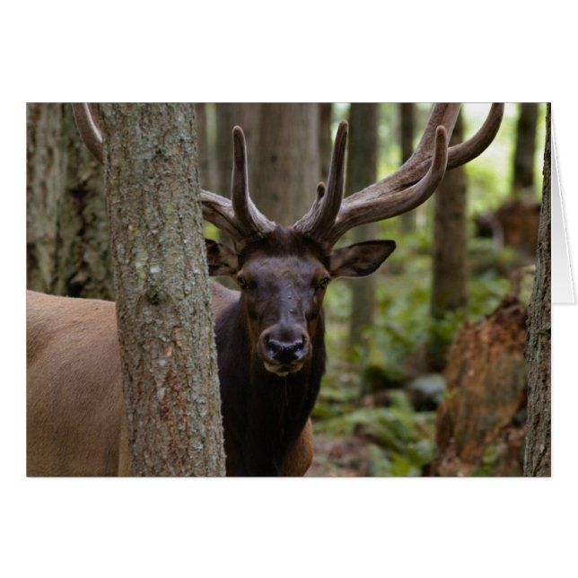 IMG_0560_elk3_5x7-06202004 (Anverso (Horizontal))