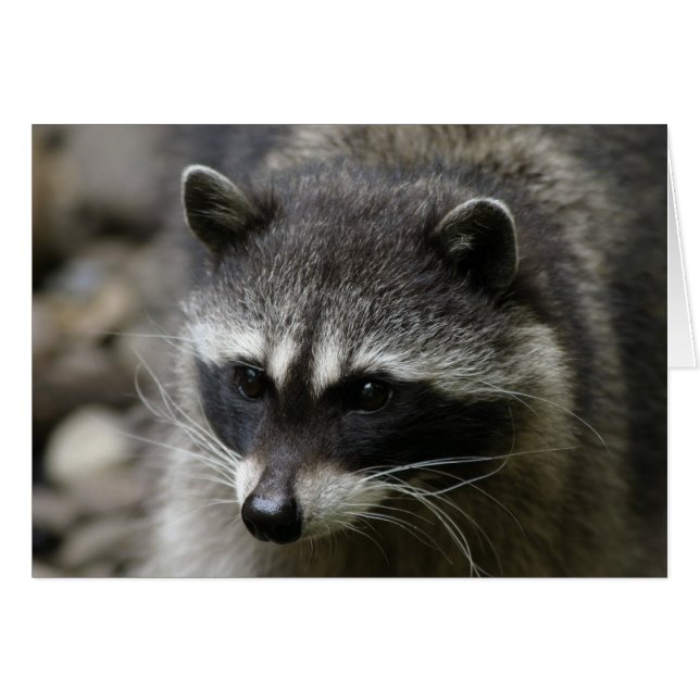 IMG_0667_raccoon_5x7 (Anverso (Horizontal))