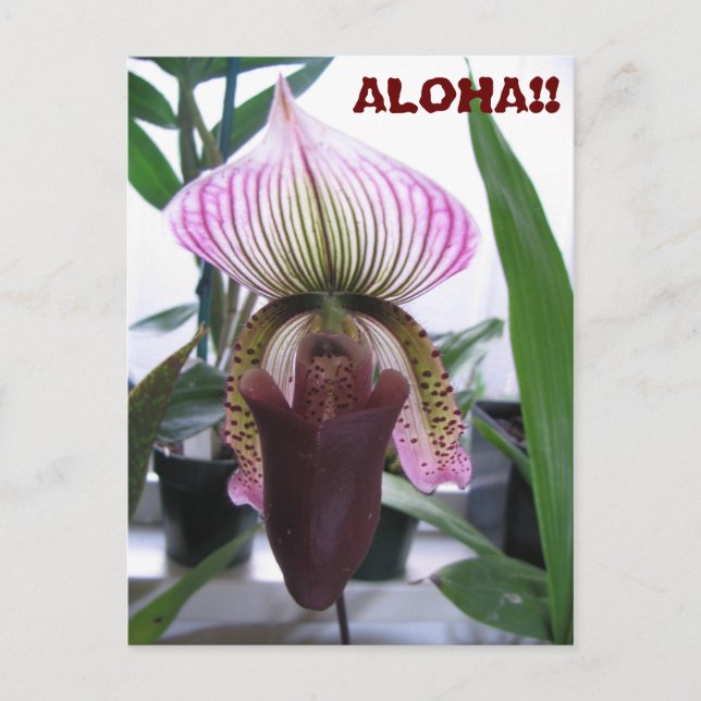 IMG_1248, ALOHA!!  Postal (Anverso)