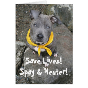 IMG_6802, ¡Salven vidas! ¡Spay y Neuter!