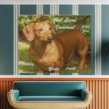 Dachshund Rojo de Pelo Corto en Lienzo Falso
