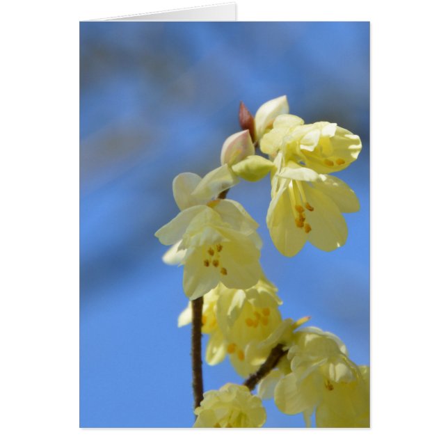 Impaciencia (Frente)