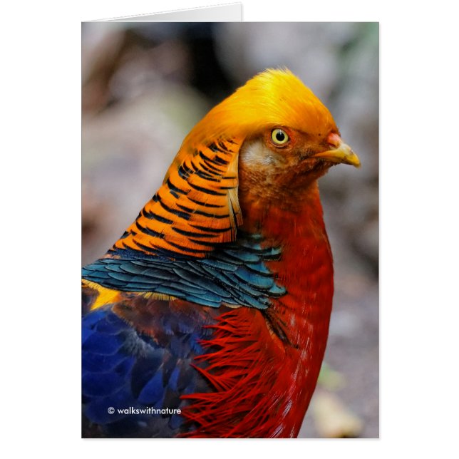 Impactante perfil de un faisán dorado rojo (Frente)