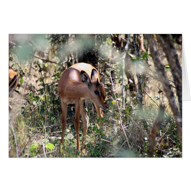 impala (Anverso (Horizontal))