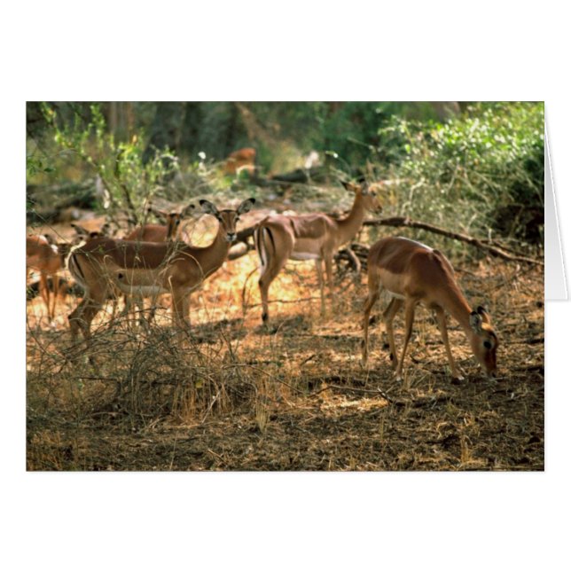 Impala (Anverso (Horizontal))