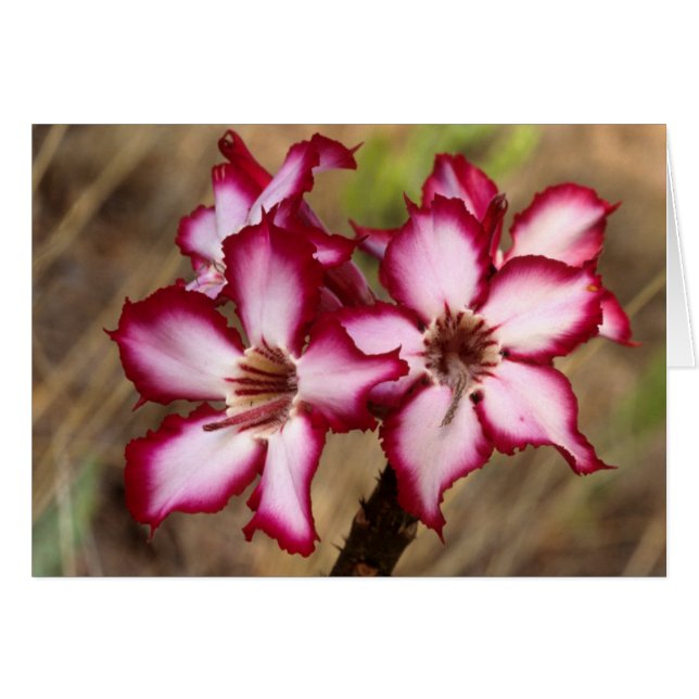 Impala Lily (Adenium Multiflorum), Kruger (Anverso (Horizontal))