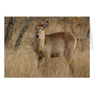 Impala sudafricana