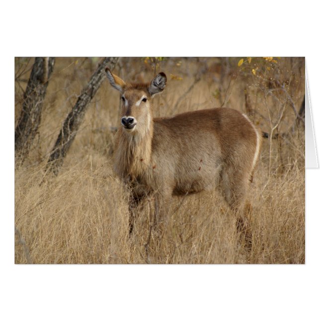 Impala sudafricana (Anverso (Horizontal))