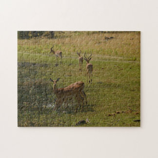 Impalas En Un Agujero, Botswana. Puzle