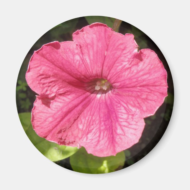 Impatiens imán rosa oscuro (Frente)