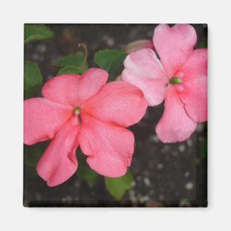 Impatios de coral imán de floración