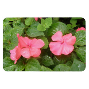 Impatios rosados Flores imán premium