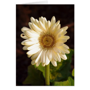 Imperfecciones percibidas