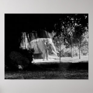 Impresión 14" de la foto del elefante x 11"