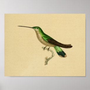Impresión 1830 del colibrí del vintage azulverde