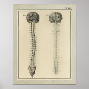Impresión 1831 de la anatomía de la médula espinal