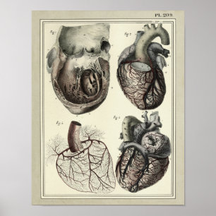 Impresión 1831 de la anatomía de las arterias del