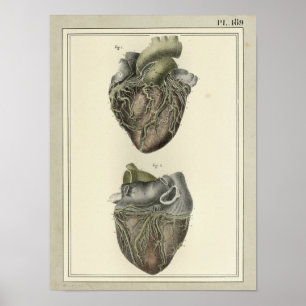 Impresión 1831 de la anatomía del corazón del