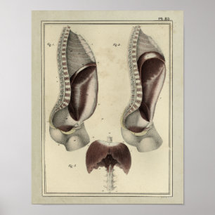 Impresión 1831 de la anatomía del músculo del