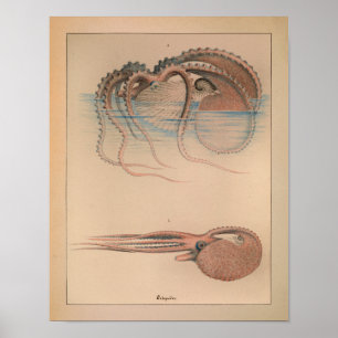 Impresión 1851 del pulpo del color del vintage