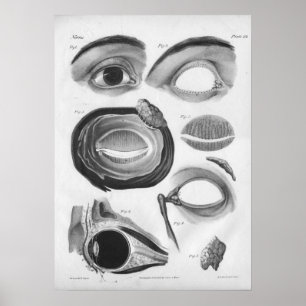 Impresión 1854 de la anatomía B/W del ojo del