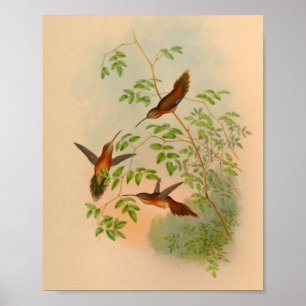 Impresión 1861 del colibrí del ermitaño del
