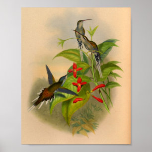 Impresión 1861 del colibrí del ermitaño del
